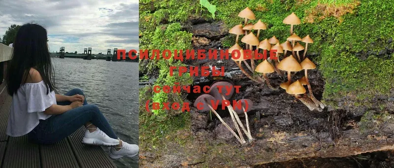 дарк нет телеграм  Абаза  Галлюциногенные грибы MAGIC MUSHROOMS 